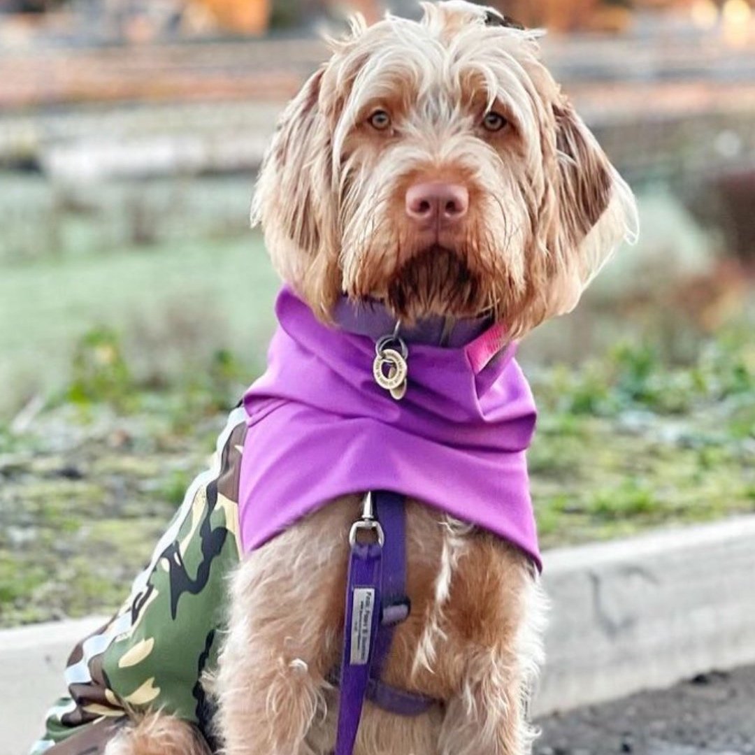 Wirehaired Hungarian vizsla wearing a Dashwood Dog Bespoke waterproof all weather coat