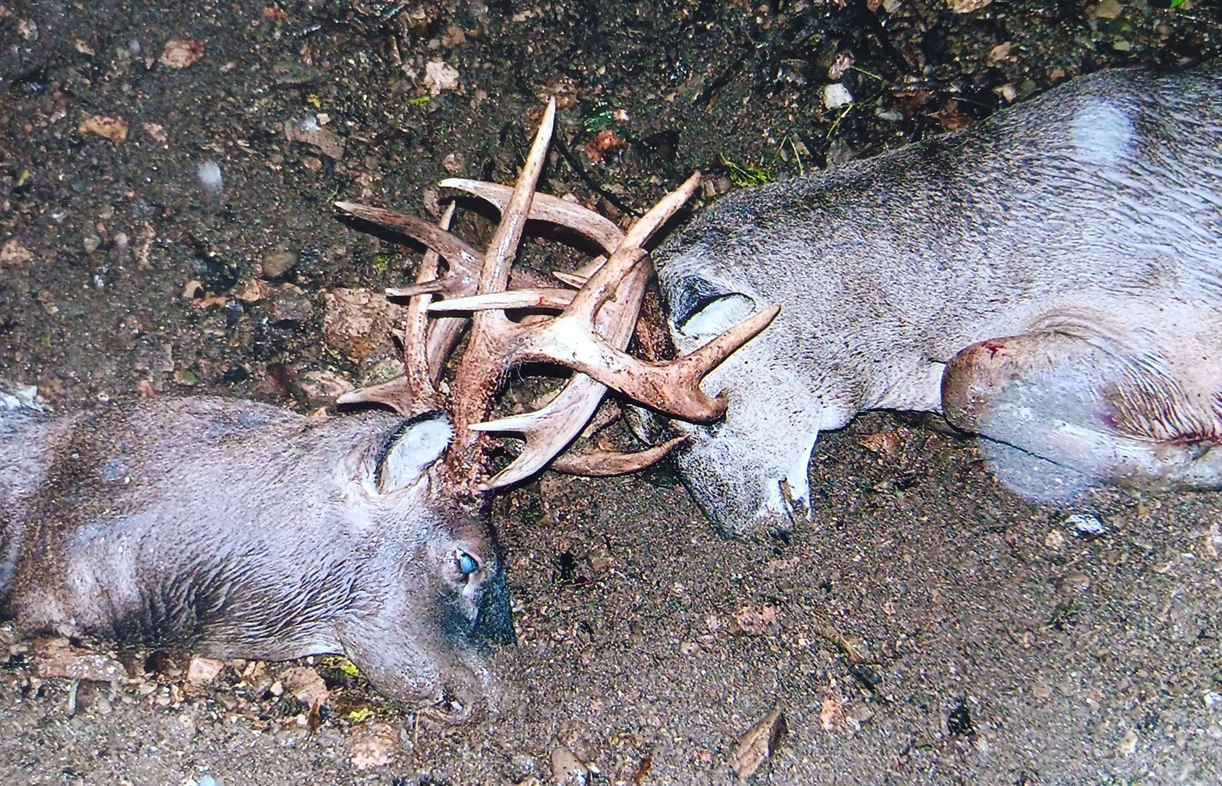jesses harvest.jpg