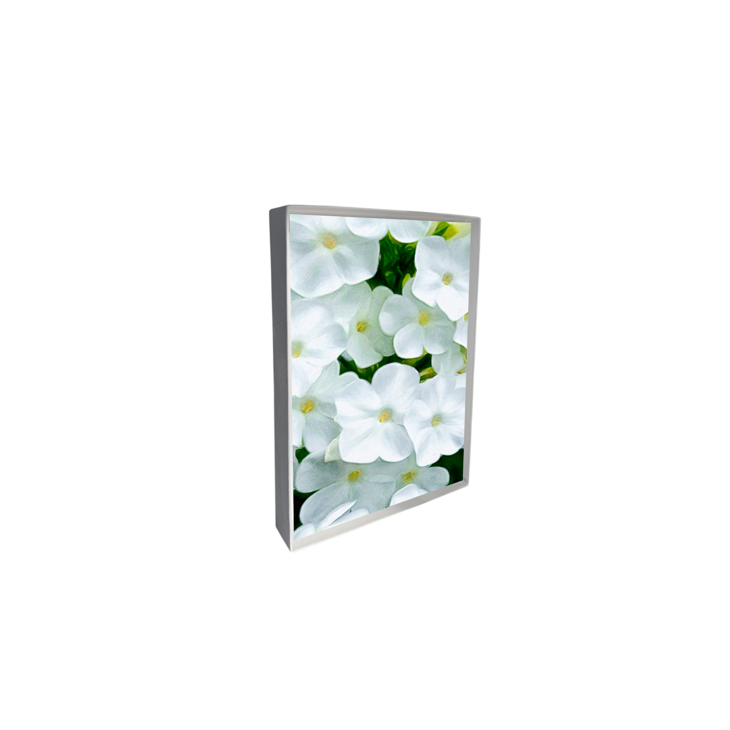 white phlox box 2.png