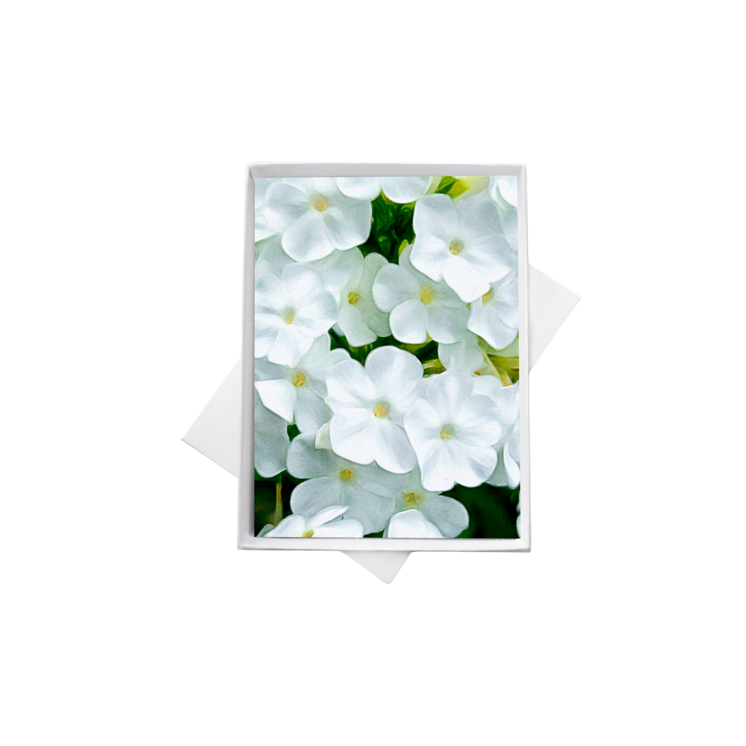 white phlox box 1.png