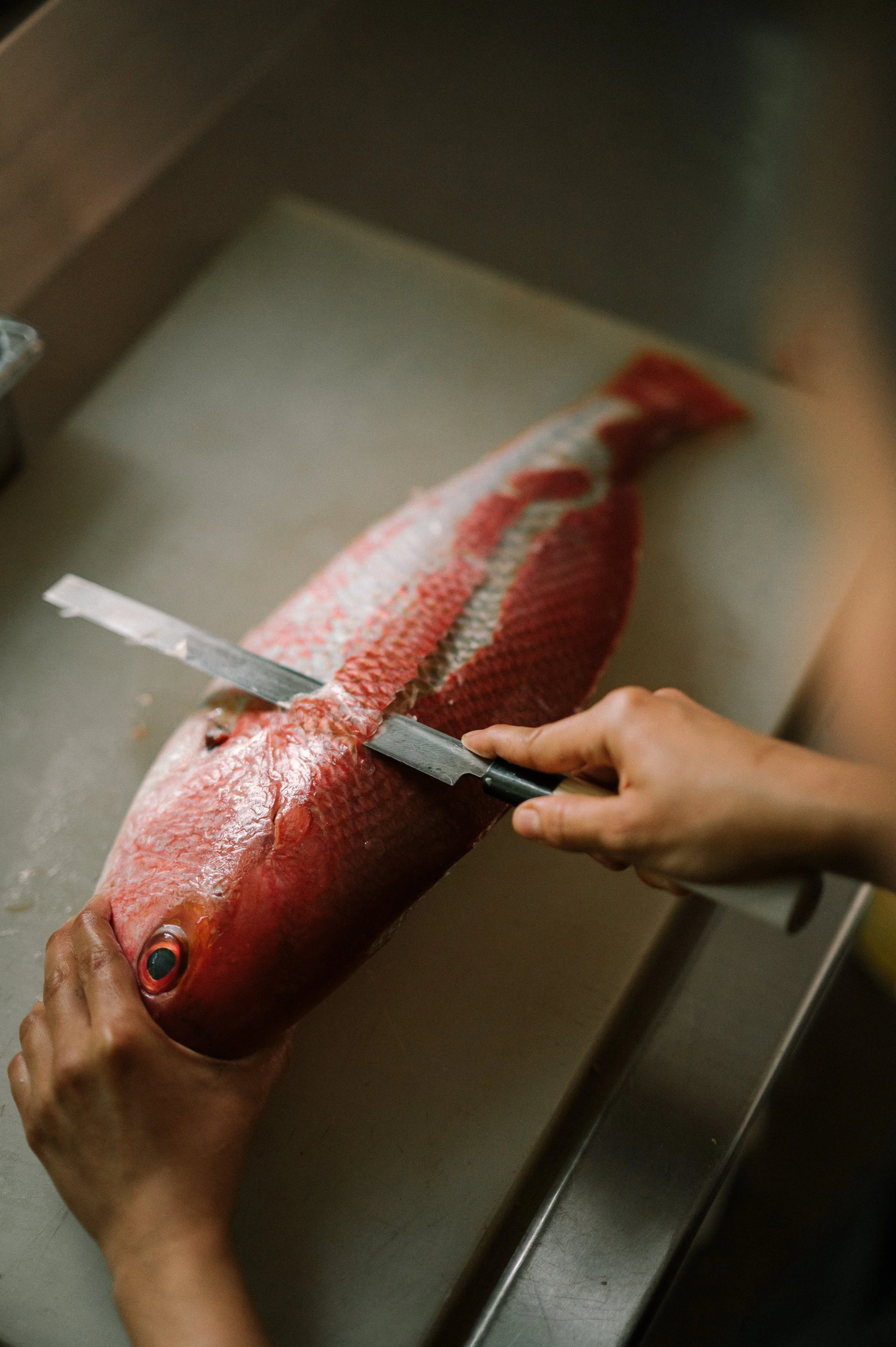 COSTA PESCA1.jpg