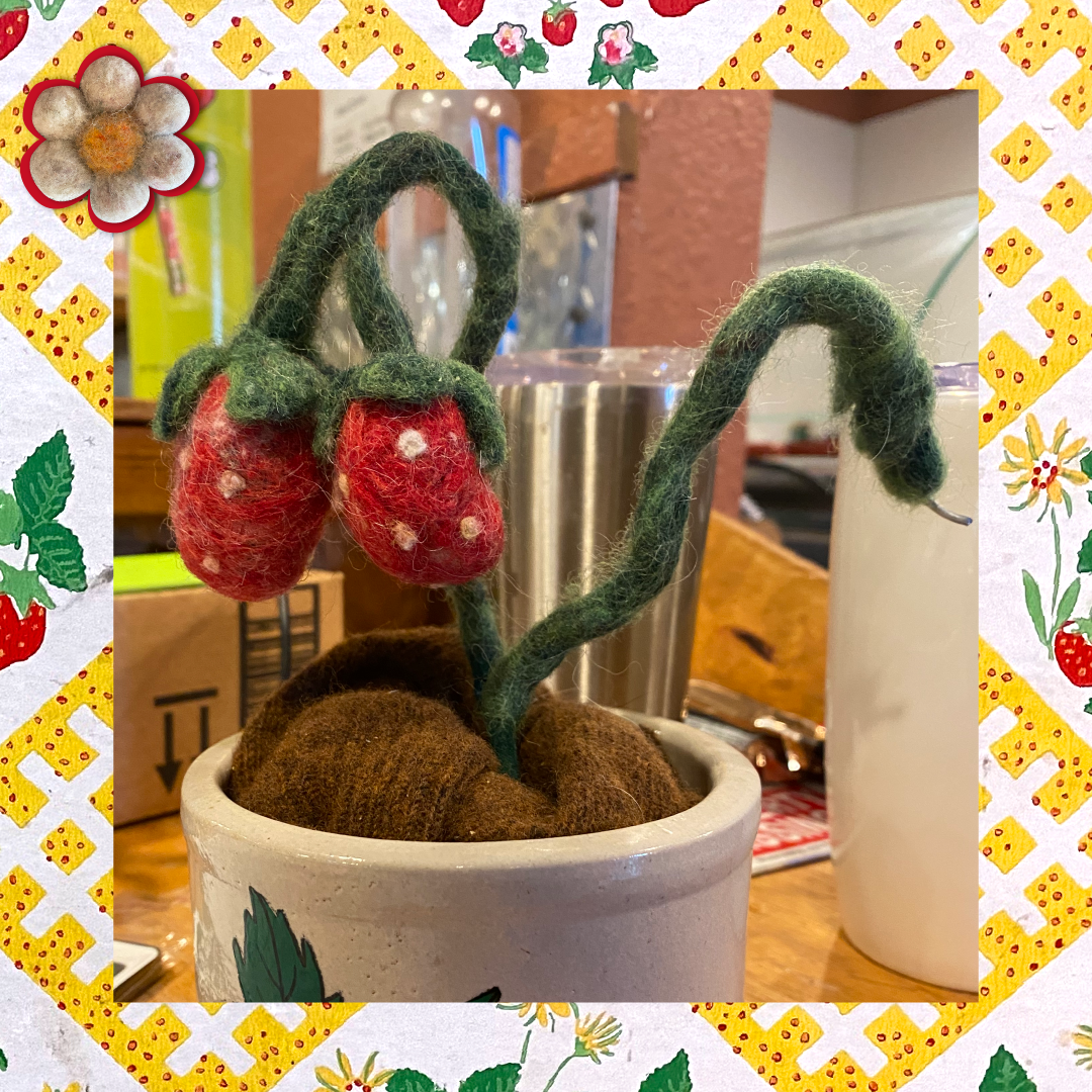 Strawberry plant process.