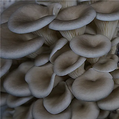 Blue Oyster Fruiting Block