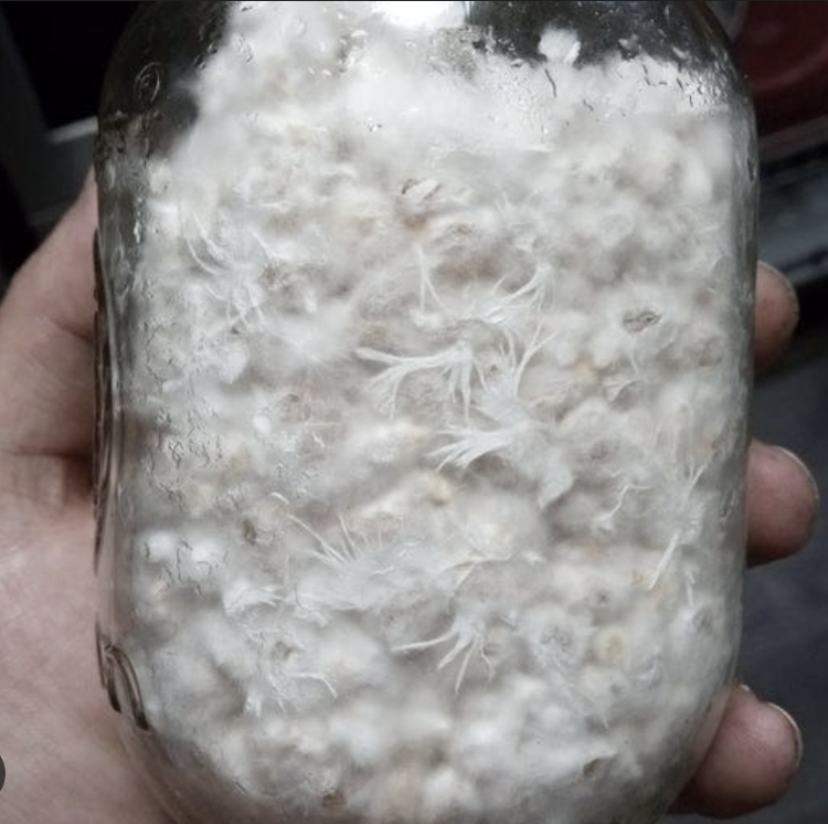 Healthy mushroom mycelium comparison photo