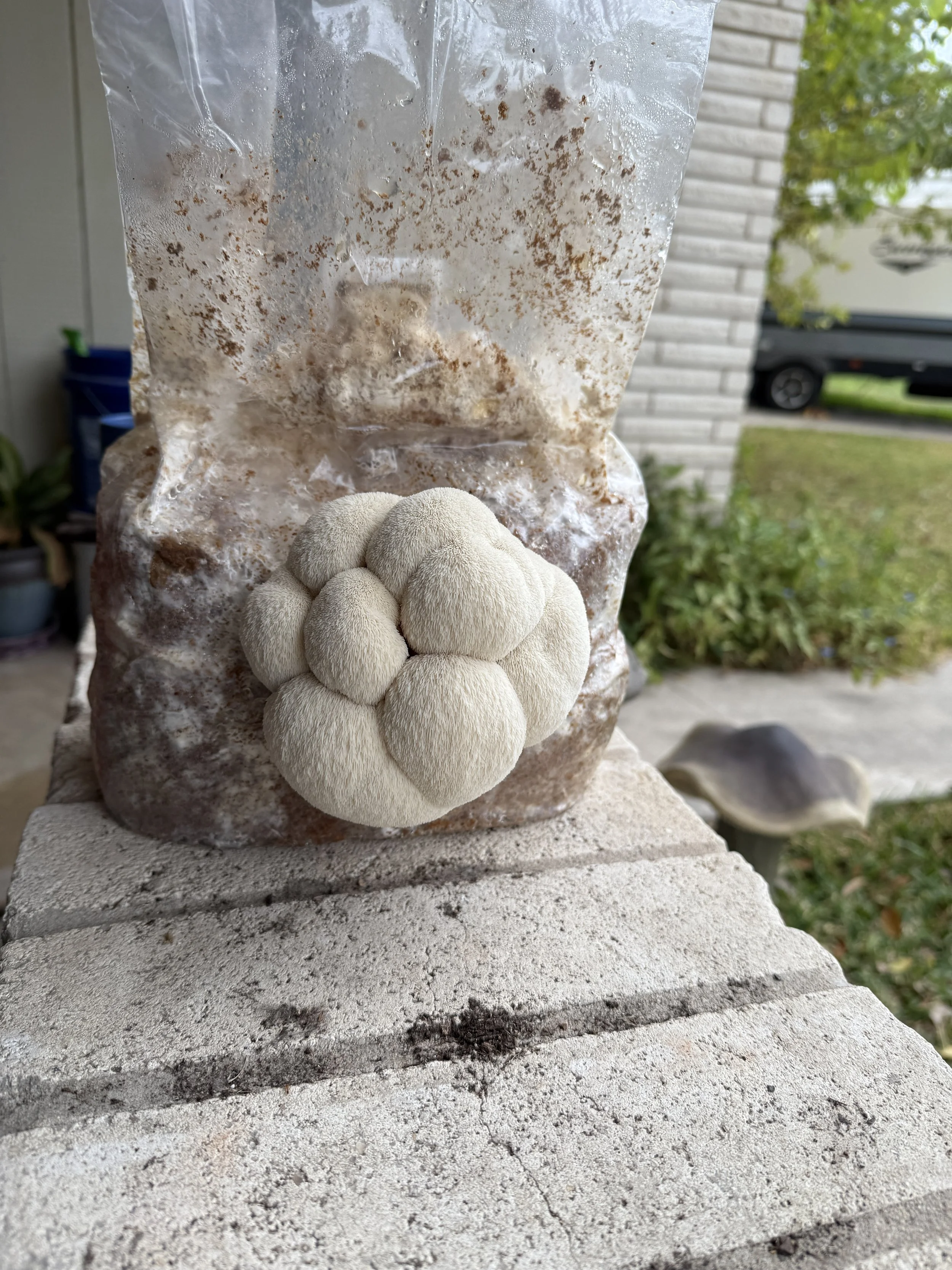 Lion’s Paw Liquid Culture