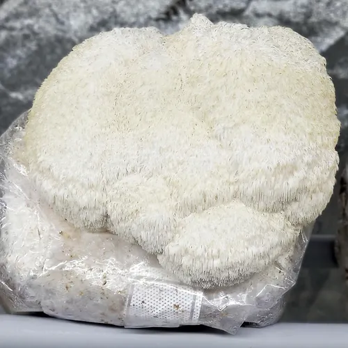 Lions Mane Fruiting Block