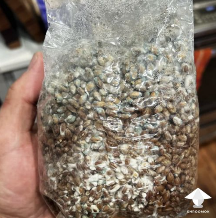 Trichoderma contamination on mushroom substrate