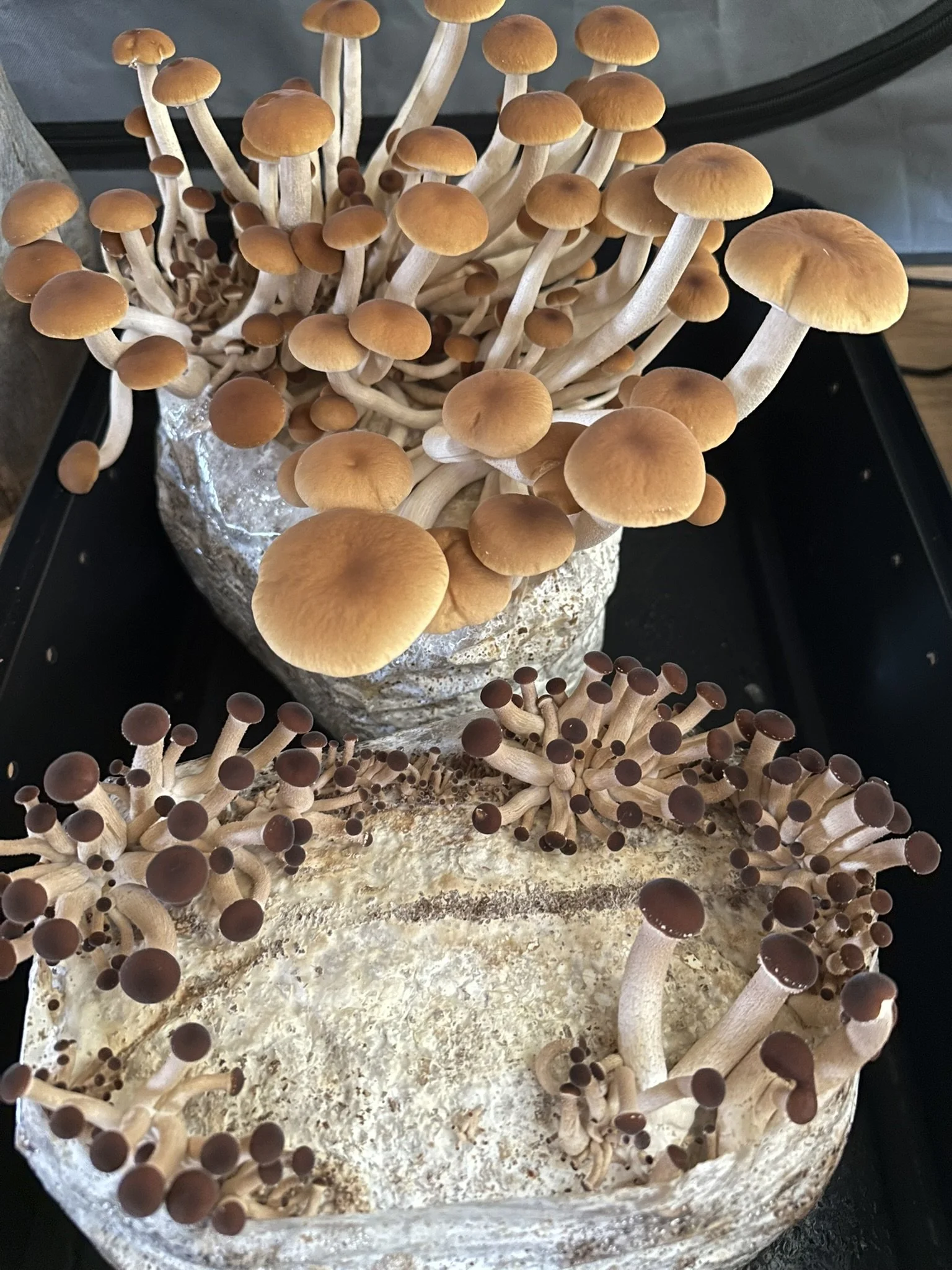 Velvet Pioppino Fruiting Block