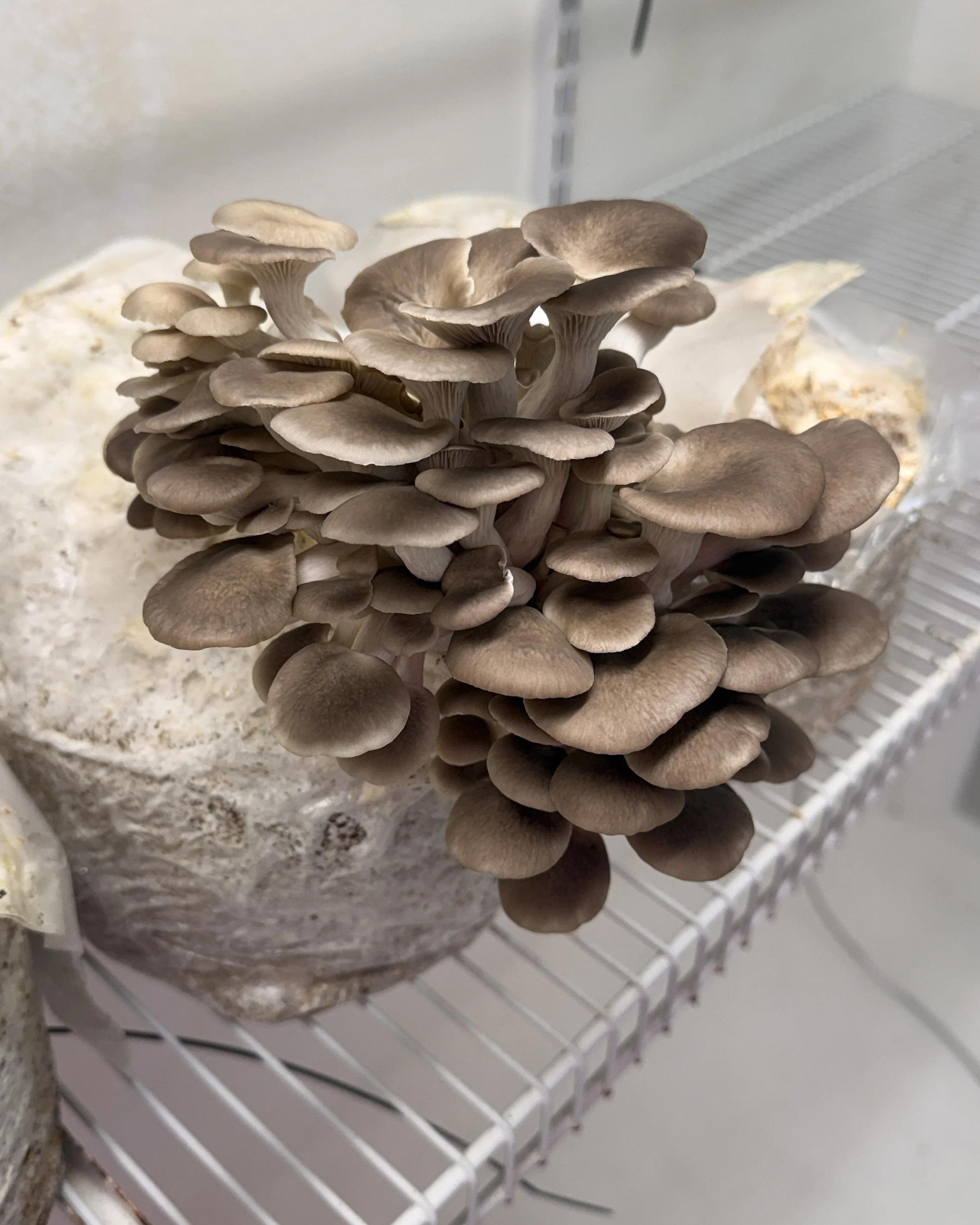 Phoenix Oyster Liquid Culture