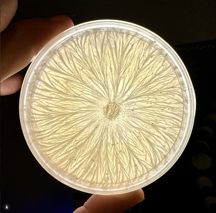 Petri dish with mushroom mycelium displaying rhizomorphic growth.