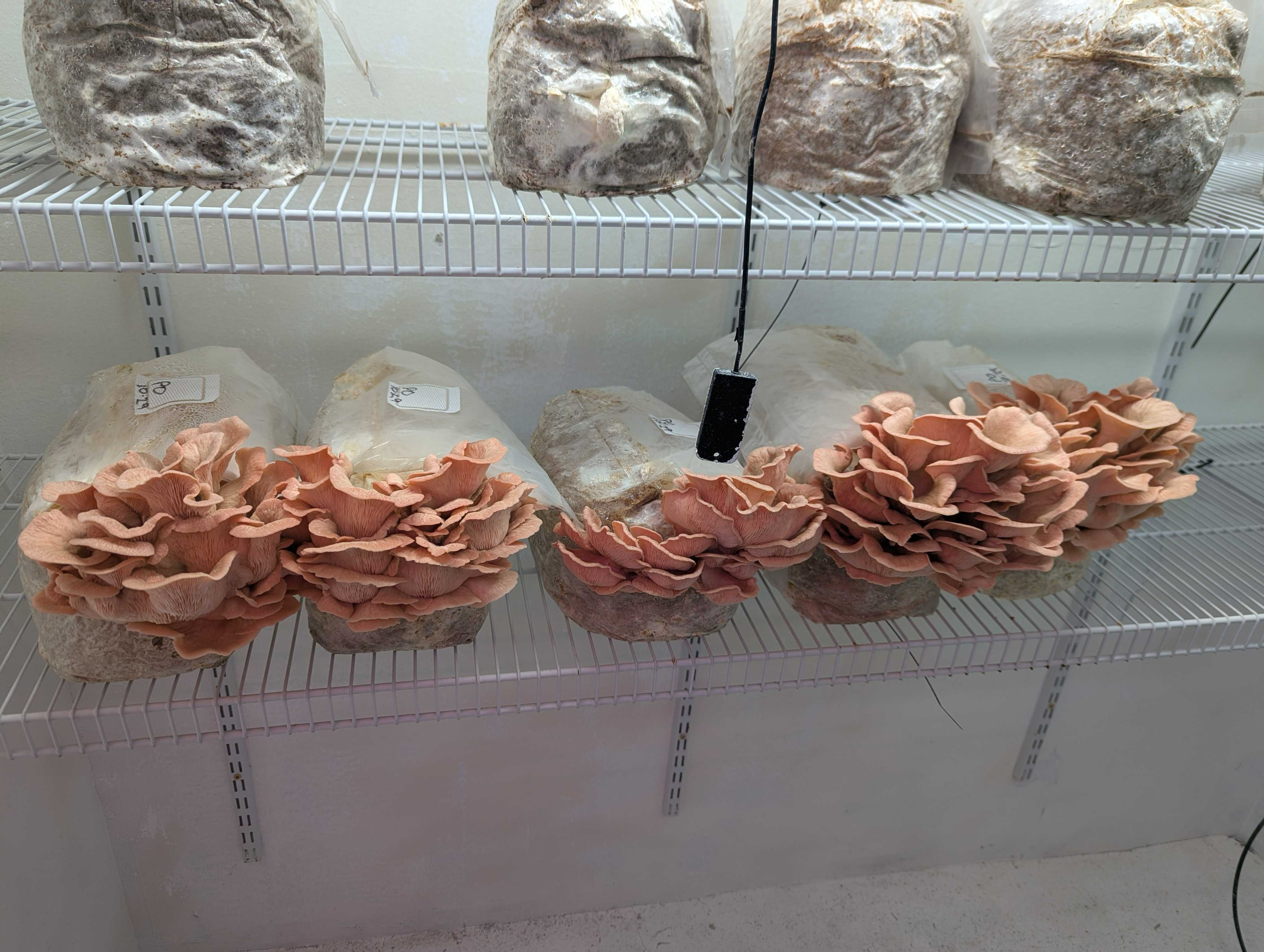 Pink Oyster Liquid Culture