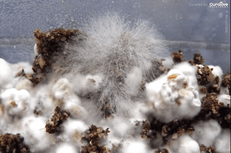 Cobweb mold on mushroom grow surface