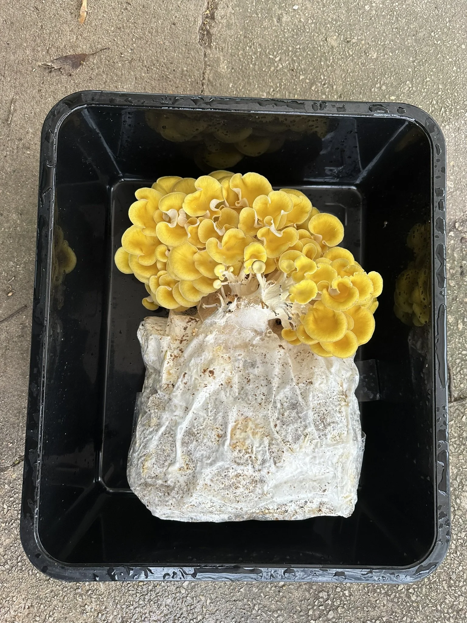 golden oyster 2.JPEG