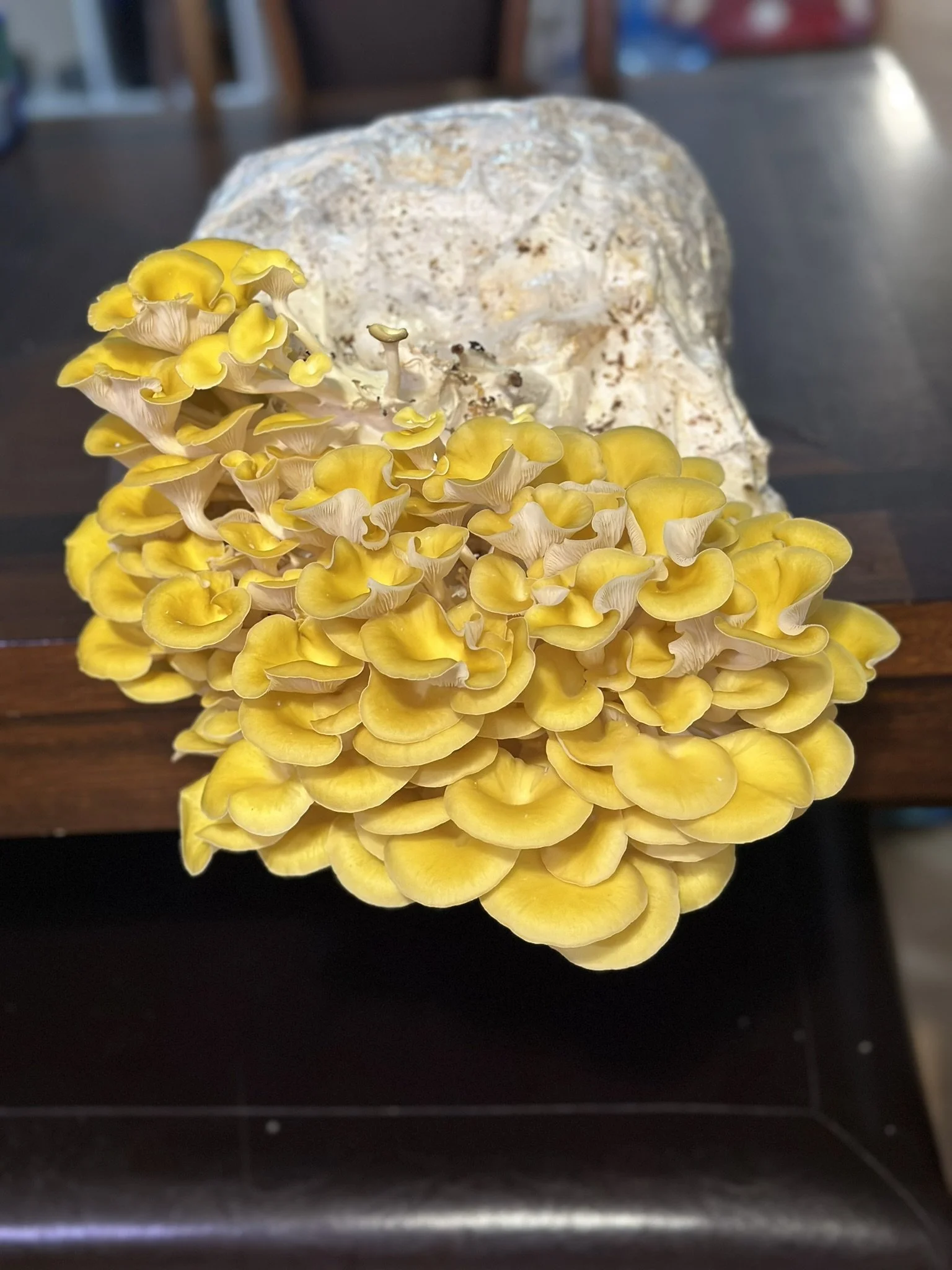 Golden Oyster Liquid Culture
