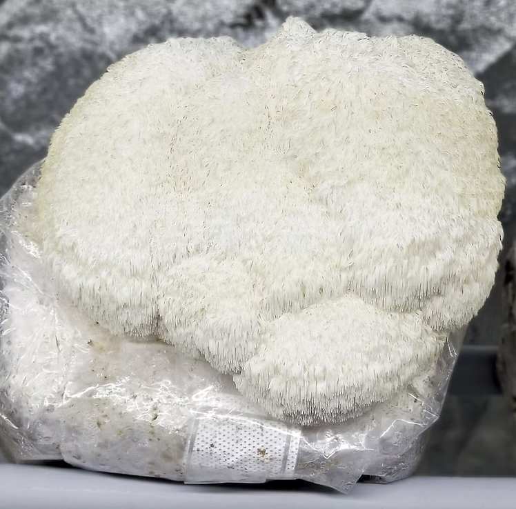 Lion's Mane Liquid Culture Syringe