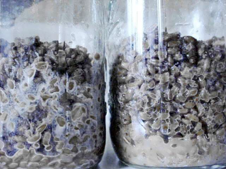 Bacterial contamination in grain spawn