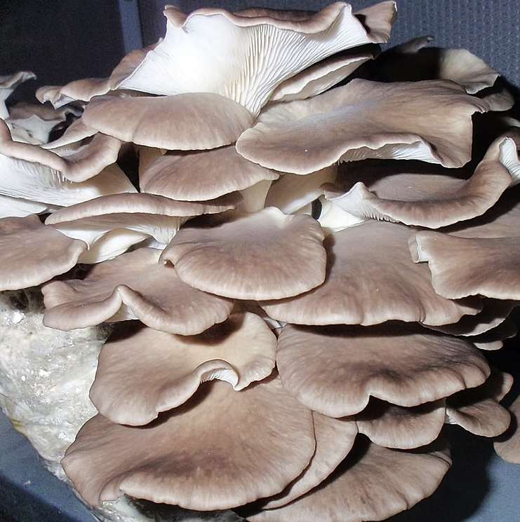 Phoenix Oyster Fruiting Block