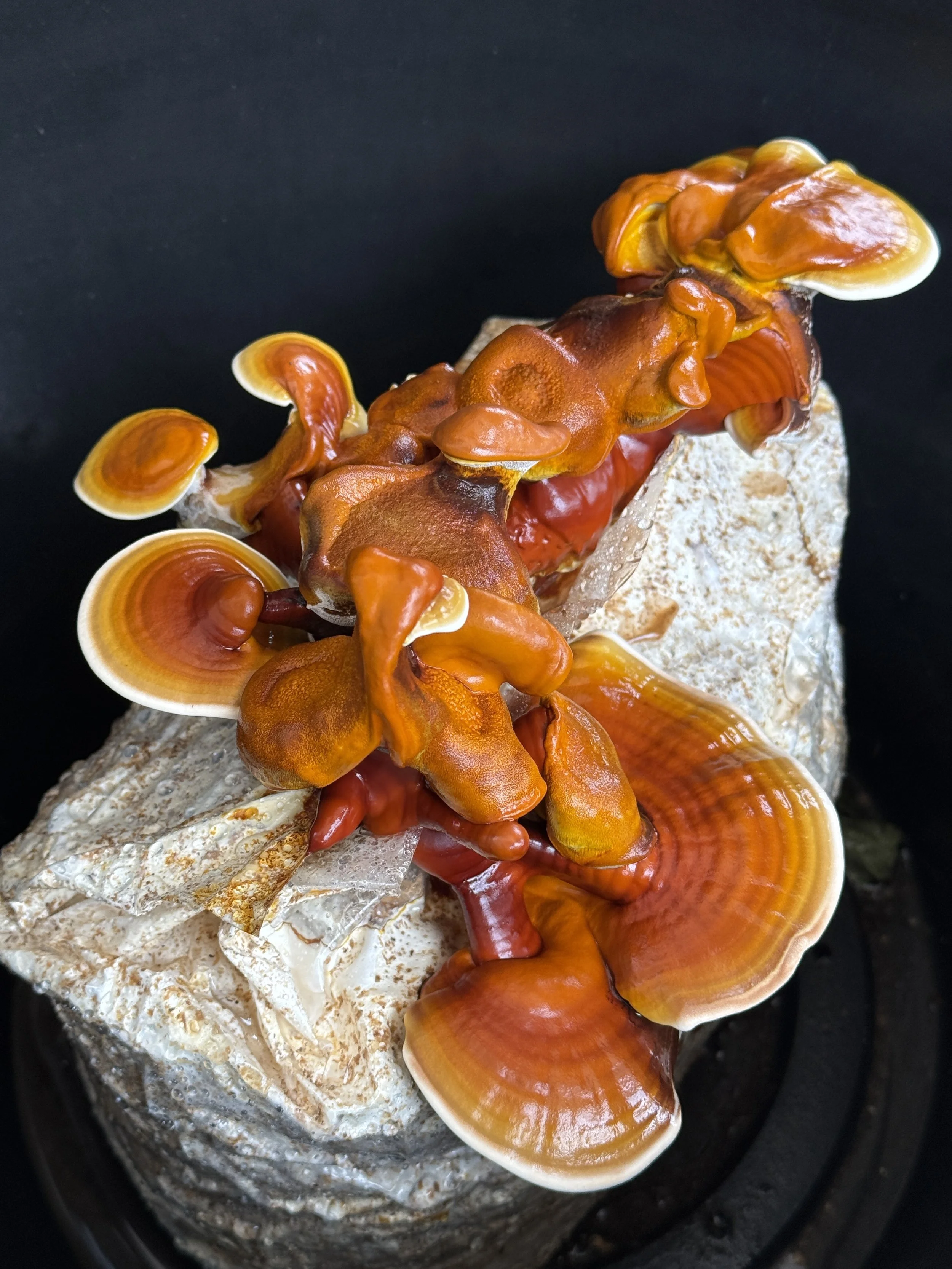 Reishi - (GL03) Liquid Culture