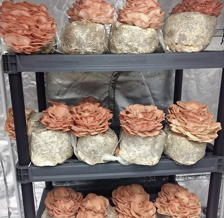 Pink Oyster Liquid Culture