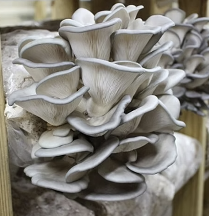 King Blue Oyster Liquid Culture