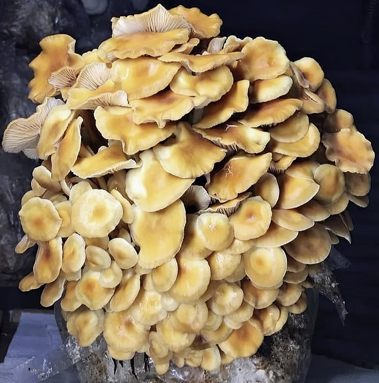 Enoki Fruiting Block