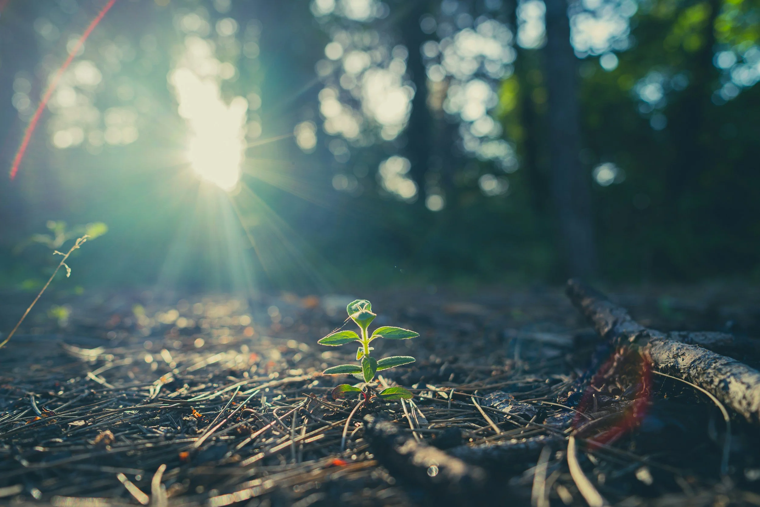 Sapling growing in the sunshine