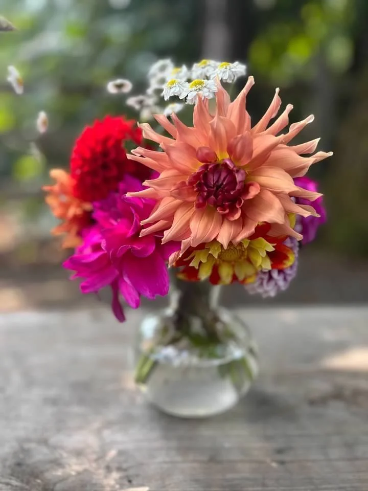 dahlia flowers.jpg
