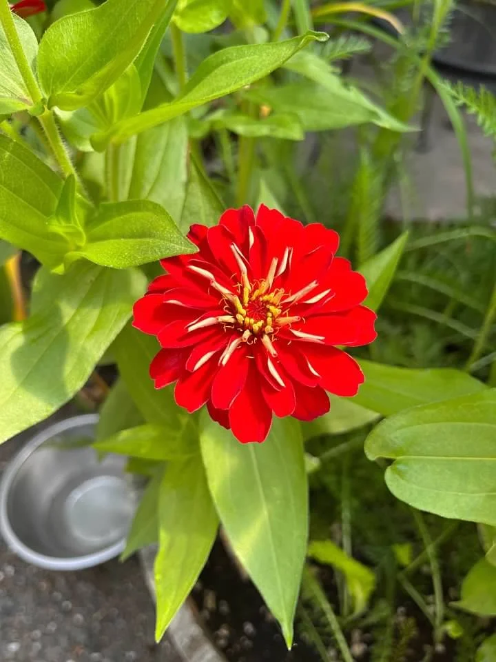 red flower.jpg