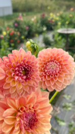 Clearview Peachy Dahlia Tuber