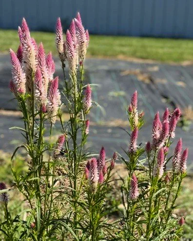 Pink+feather+celosia.png