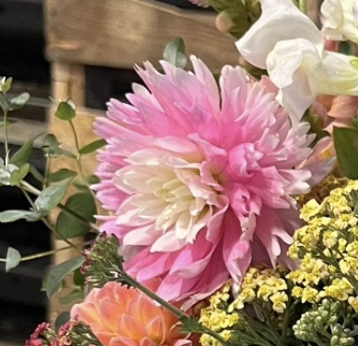 Chilson's Pride Dahlia Tuber