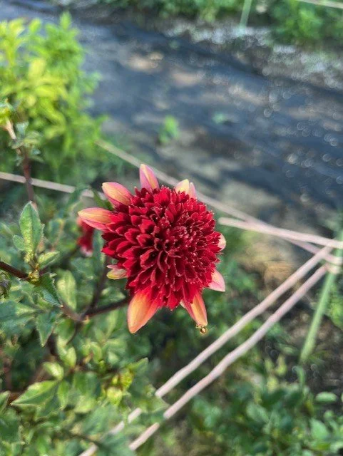 sideview gitty up.jfif