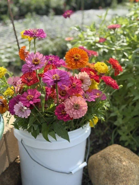 Two Trees Mixed Zinnia Seeds