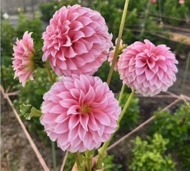Peaches-n-Cream Dahlia Tuber