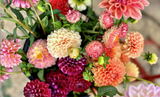 Dahlia Bloom Membership