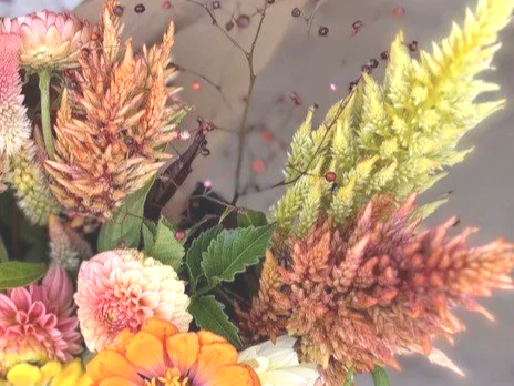 Autumn%2BCelosia%2B2.png