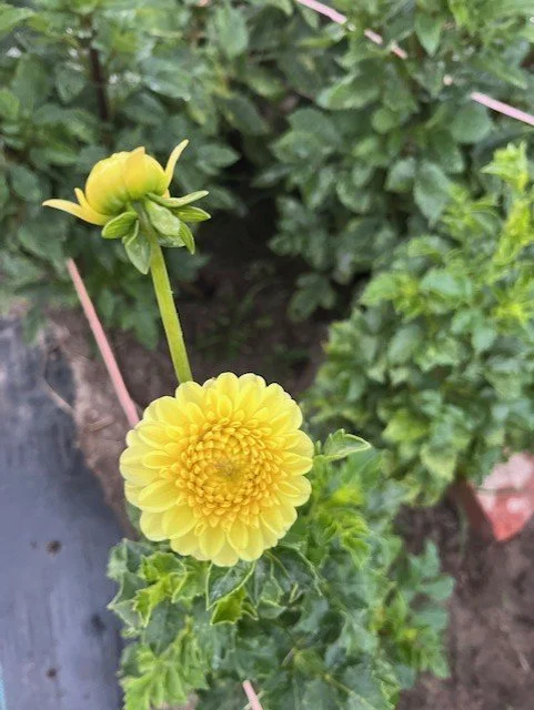 Golden Torch Dahlia Tuber