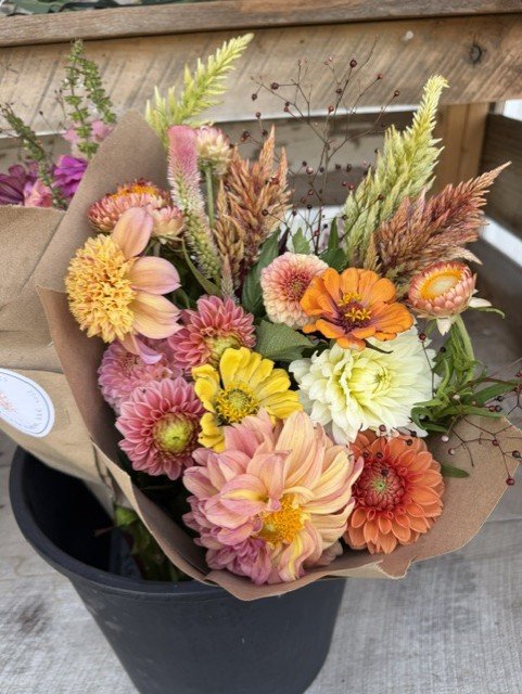 Autumn color celosia.jfif