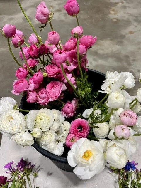 bucket of ranunc 2.jfif