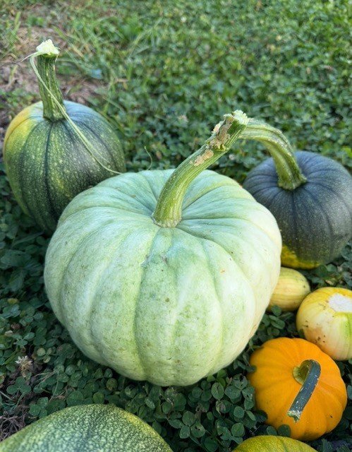 Pupmpkins.jfif