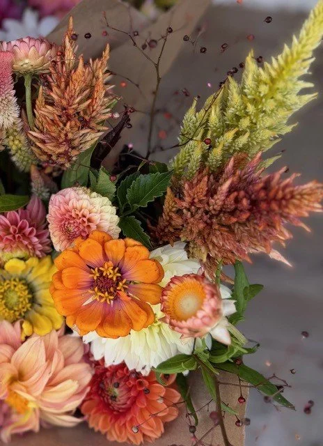 Mixed Variety Celosia Seed