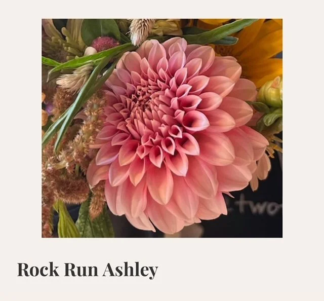 Rock Run Ashley Dahlia Tuber