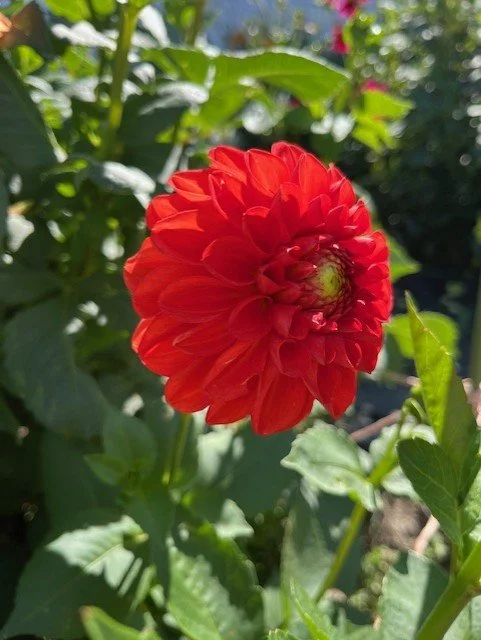 Lollipop Dahlia Tuber