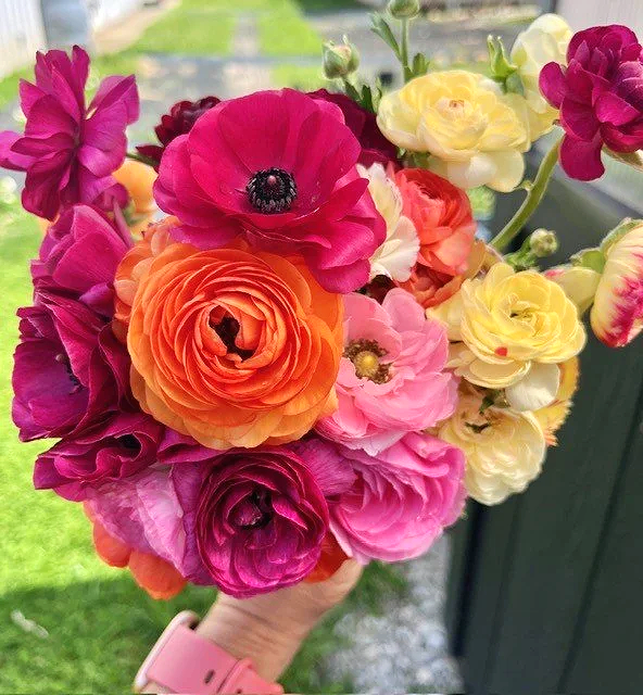 Ranunculus Corms