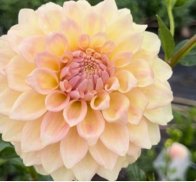 Robann Butterscotch Dahlia Tuber