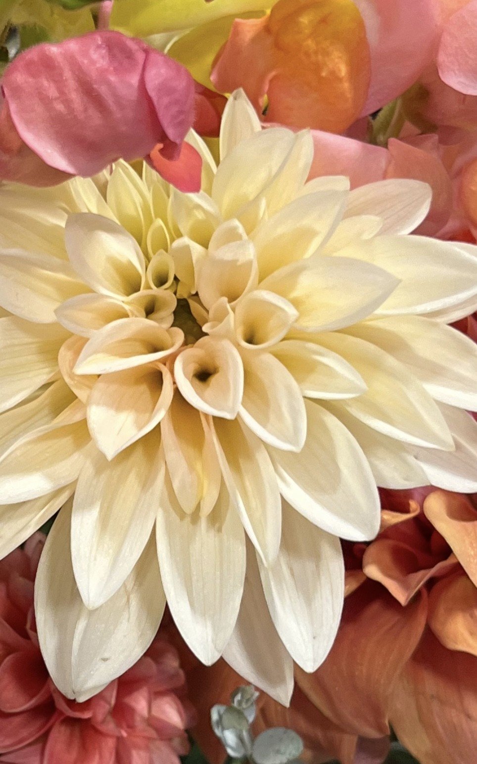 Cafe au lait Dahlia Tuber