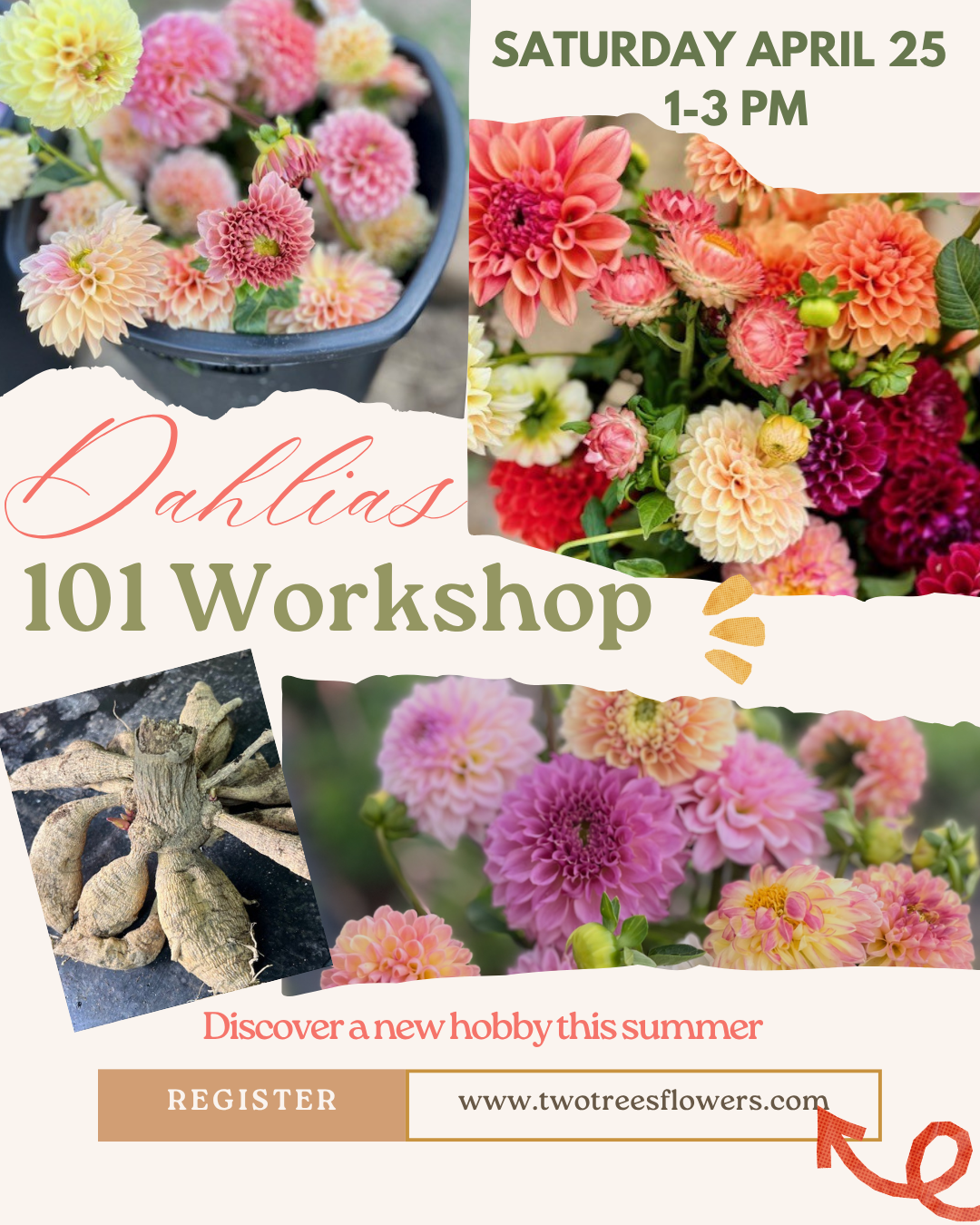 Dahlia 101 Workshop