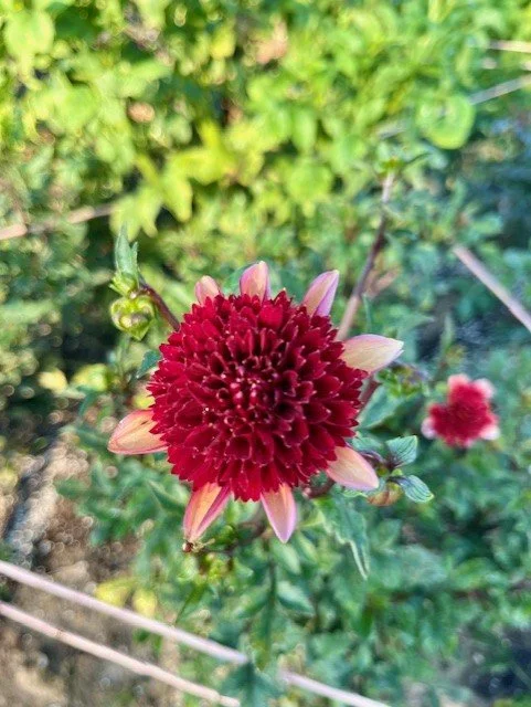 Gitty Up Dahlia Tuber