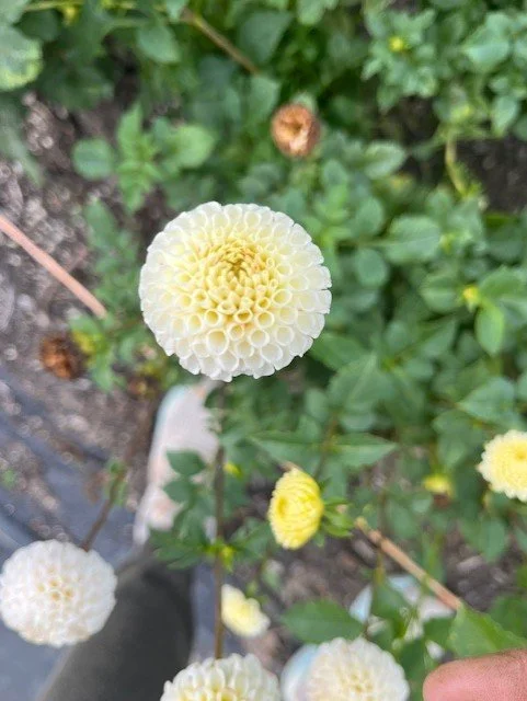 Small World Dahlia Tuber