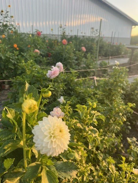 Buttercream Dahlia Tuber